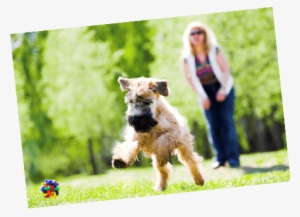 Soft-coated Wheaten Terrier With Healthy Paws Dog Insurance - Soft-coated Wheaten Terrier