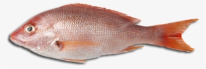 And Png Transparent Images Pluspng Free - Fish Meat Png