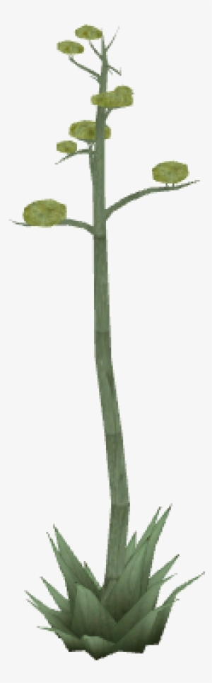 Desertplant - Agave