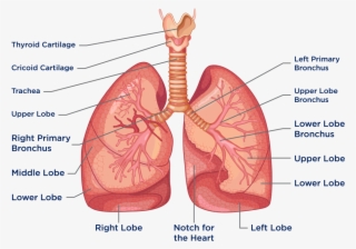 The Heart And Lungs Are Located In The Thorax, Or Chest