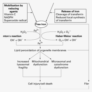 Mechanisms Of Iron Mediated Lung Diseases