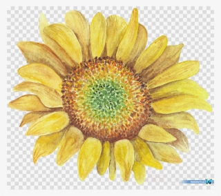 Sunflower Png Clipart Clip Art