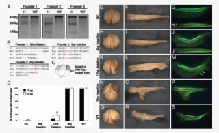 Germ Line Transmission Of Zfn Induced Noggin Mutations
