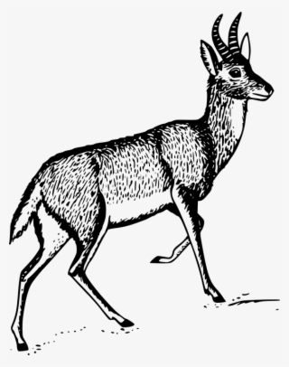 Drawn Buck Male Deer