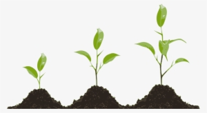 Plant Growth Png - Plant Growth Regulators
