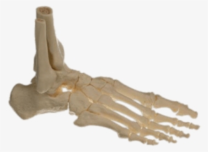Bones Of The Foot - Somso Skeleton Of The Foot, Right (movable Joints)