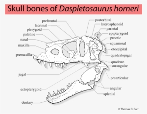 Thomas Carr On Twitter - Daspletosaurus Horneri Skull