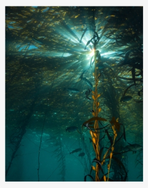Giant Kelp Forest Ecosystem At Whaler's Cove What Lies - Point Lobos Kelp Forest