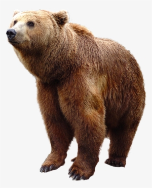 Grizzly Bear Standing Png Image - Grizzly Bear Bear Png