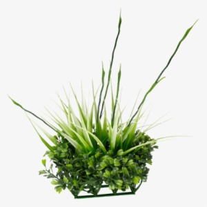 Tall Grass Png - Fluval Chi Boxwood & Tall Grass Ornament