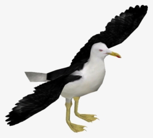 Kelp Gull - Great Black-backed Gull