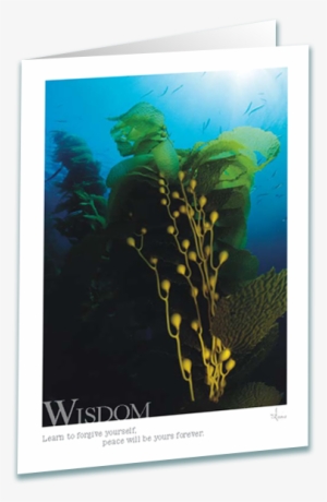 Kelp Forest Greeting Card - Underwater