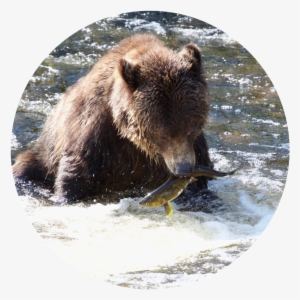 Find Out More - Grizzly Bear