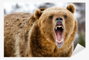 Banff Bear Attacks