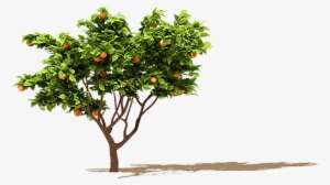 Orange Tree Png - Fruit Tree Png