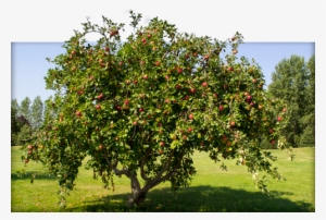 Beautiful Apple Tree - Png Image Apple Tree