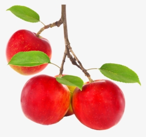 A - Apple Tree Branch Png