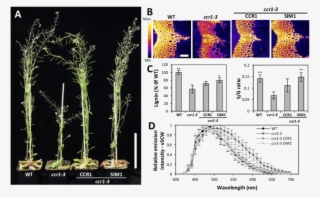 Cooperative Lignification In Arabidopsis Ccr1 Mutants