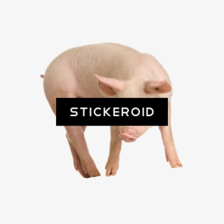 Pig