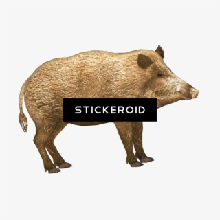 Boar Animals