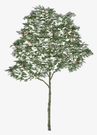 3d Trees - Rowan Tree
