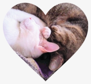 Heart Cats Sleeping