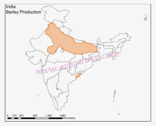 India Barley Production