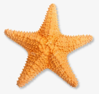 Orange Starfish Png