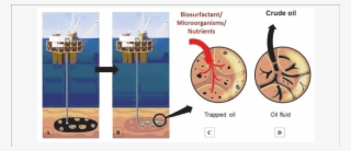 Process Of Microbial Recovery Of Crude Oil Using Biosurfactant