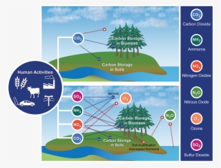 Many Factors Combine To Affect Biogeochemical Cycles