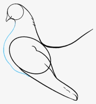 Budgie Drawing Step By