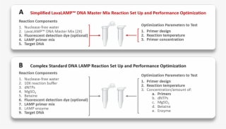 Lavalamp Loop Mediate Amplification Reaction Easy