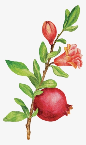 Pomegranate Tree Png