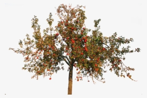 Apple Tree, Apple, Leaves, Autumn, Fruit, Isolated - Apple