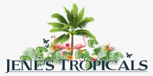 Jene's Tropical Fruit Trees - Jene's Tropicals