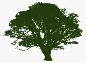 Wetlands - Oak Tree Silhouette