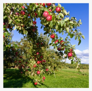 Pfanner Getraenke Apfel Bodensee Streuobstwiese Apfelbaum - Apple