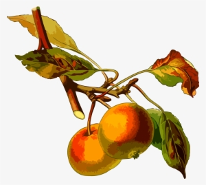 Big Image - Malus Domestica