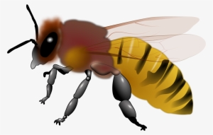 Bee Clipart - Honey Bee Picture Cliparts