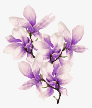 This Graphics Is Hand Painted Delicate Magnolia Png - 木兰 花