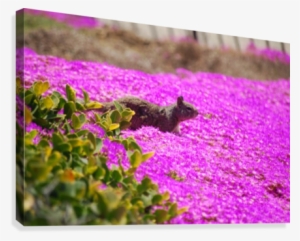 Pink Wild Flowers On A Hill With A Squirrel Canvas - Magenta Flowers In Hill