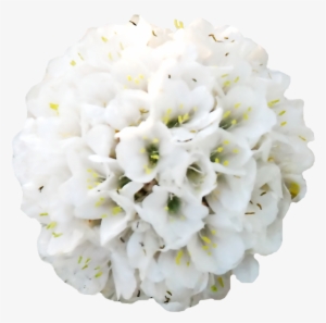 Hydrangea Clipart High Resolution - Neotinea Ustulata
