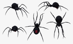 Download Black Widow Spider 075 - Group Of Black Widow Spiders