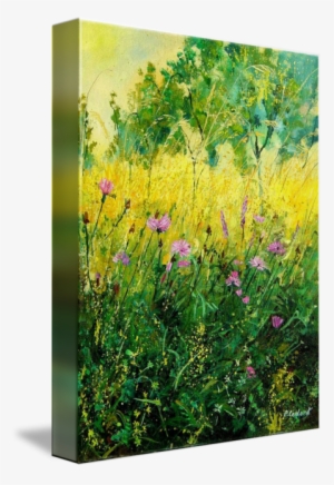 Landscape Field Flowers Cornflowers - Pol Ledent