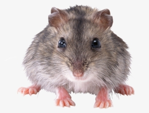 Mouse Animal Png - Rat Png Transparent