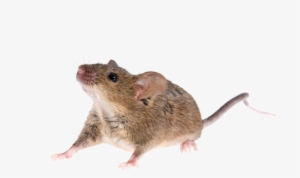 It Is Therefore Essential To Implement Effective Preventative - Mouse Animal Png