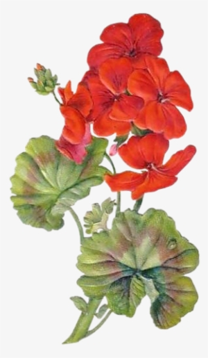 Marjolein Bastin, Plant Illustration, Botanical Illustration, - Blahoželanie K Meninám Marianna