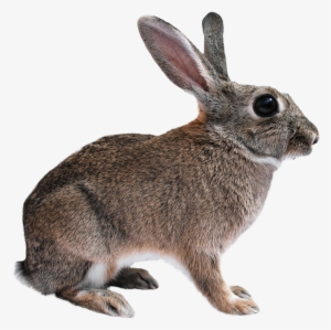 Animal Png - Rabbit Png