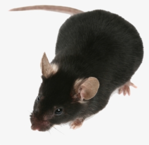problems caused by rats and mice - arizona