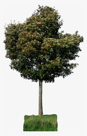 Tree 29 Png By Gd08 On Deviantart - Psd